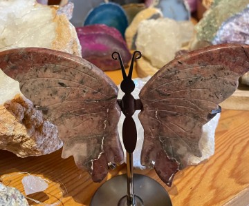 Oceaanjaspis vlinder